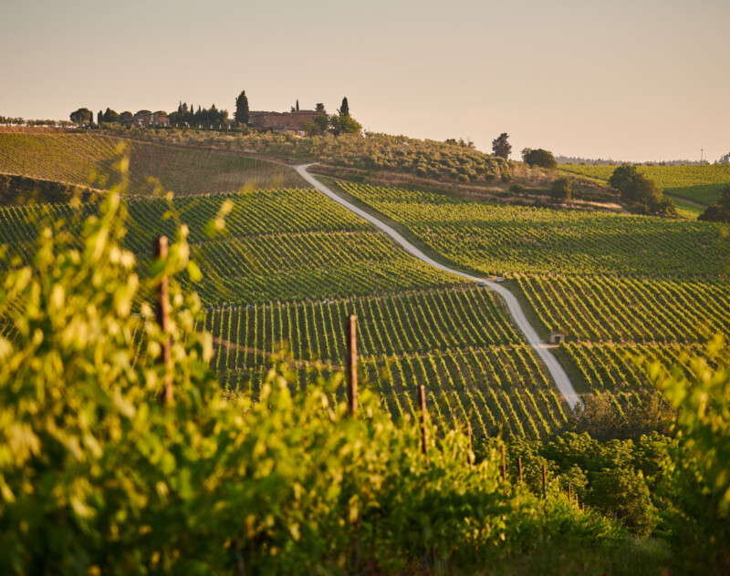 coteau-de-vigne