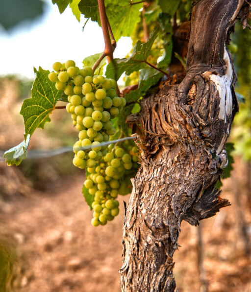 grappe_de_raisins_blancs_sur_pied_de_vigne