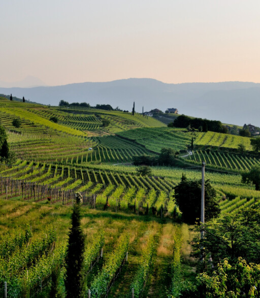 parcelles_de_vignes