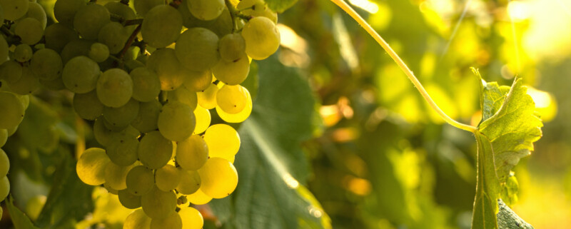 profil_vin_blanc_bg