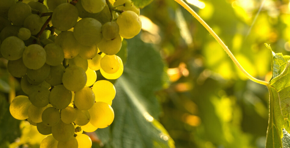 profil_vin_blanc_bg