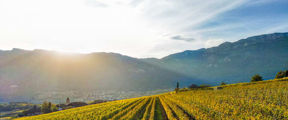 vignoble_et_montagnes