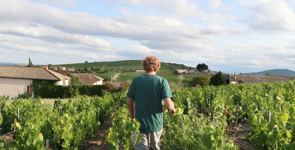 PHOTO MATHIEU LAPIERRE DANS LES VIGNES (1)